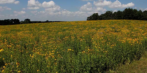 flower-field-try-again