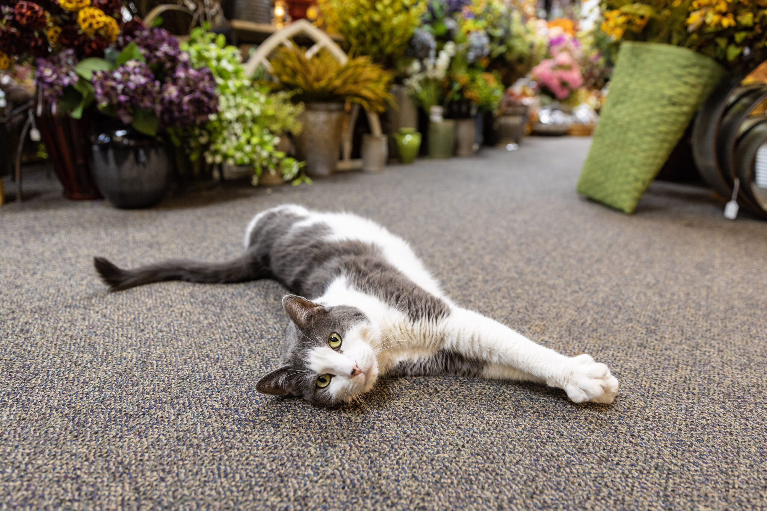 Remington the cat from Everts Flowers and Gift Shop