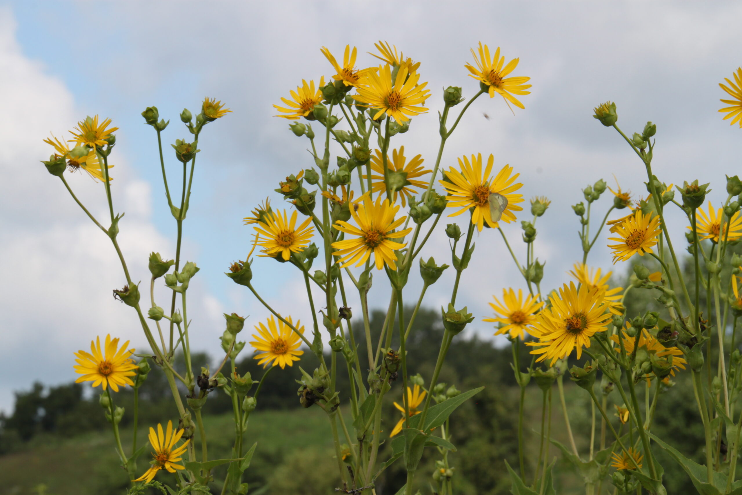 Yellow Flowers at Ada Hayden Park outside. Green grass below and behind the flowers with blue sky, partly cloudy above. 