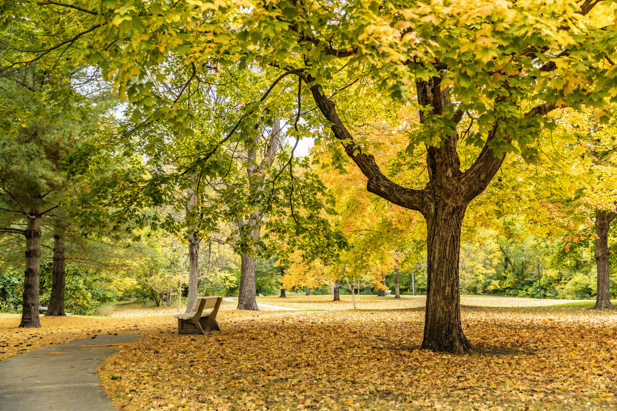 fall colors at brookeside park