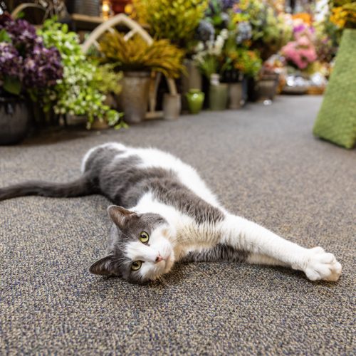Remington the cat from Everts Flowers and Gift Shop