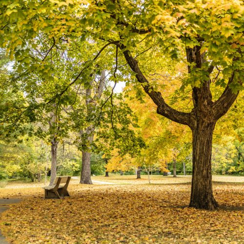 fall colors at brookeside park