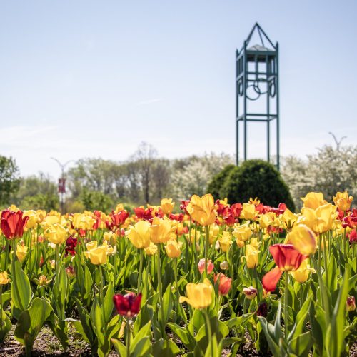 Spring blooms at Reiman Gardens