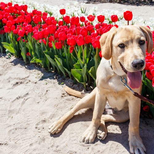 Portrait of a cute labrador retriever puppy next to blooming tulips flowers