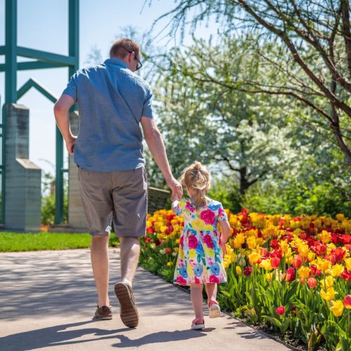 A father and daughter stroll through the tulips at Reiman Gardens on Father's Day.